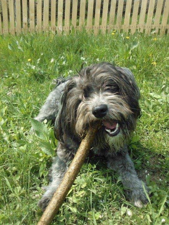 Cresterea dentitiei la caini