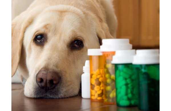 Dermatita alergica la purici a cainilor