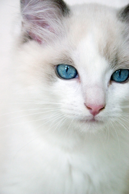 Sfaturi pentru doritorii de pisici