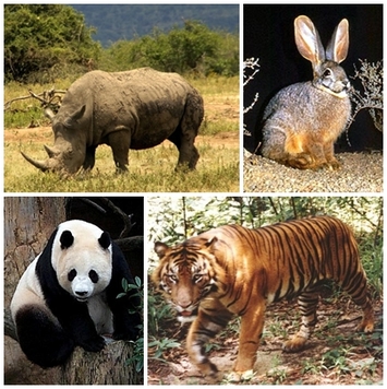 Animale pe cale de disparitie