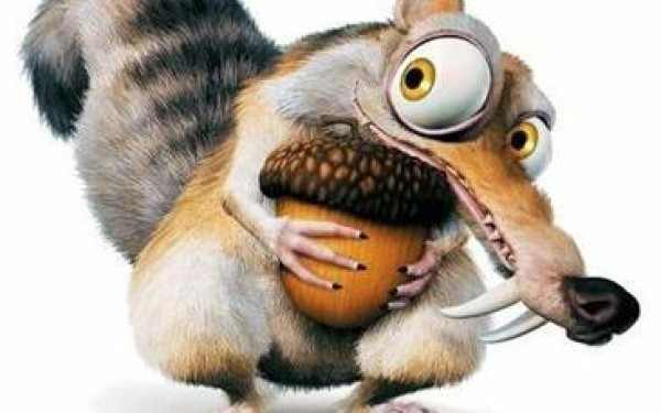 Veverita, animal de companie