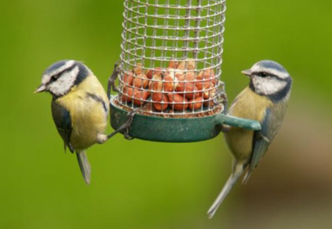 Ingrijirea pasarilor pe timpul verii