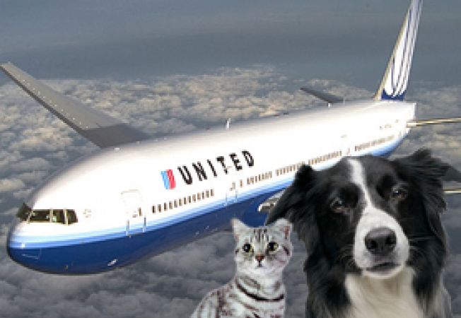 Transportul animalelor cu avionul