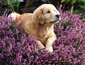 Scapa de pureci in mod natural