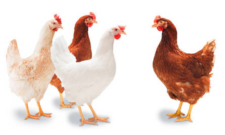 Cum să prevenim mortalităţile la păsările crescute în gospodărie