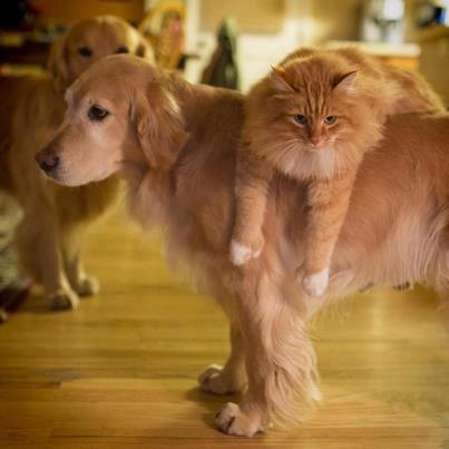 Castrarea sau sterilizarea la catea si pisica