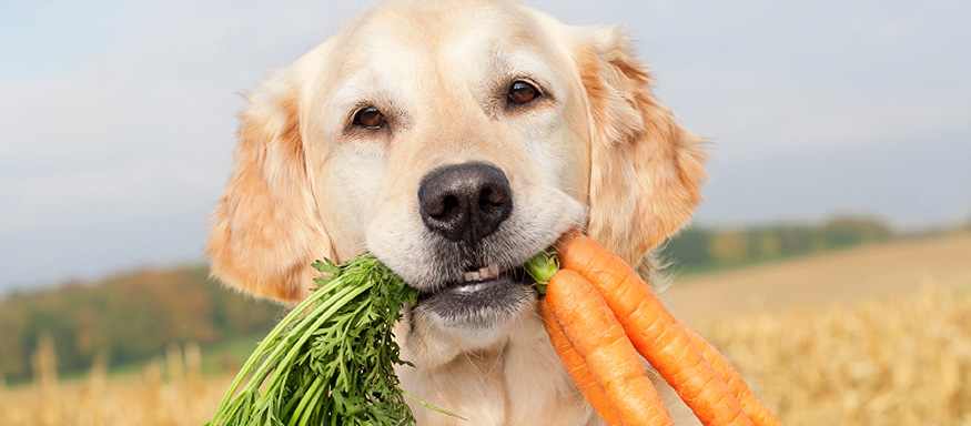 Alimente nasanatoase pentru caini