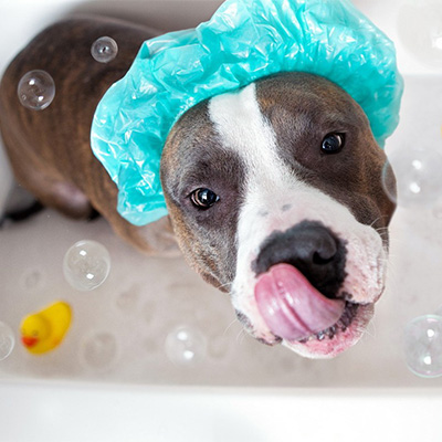 Scapa-ti catelul de purici cu un sampon natural homemade