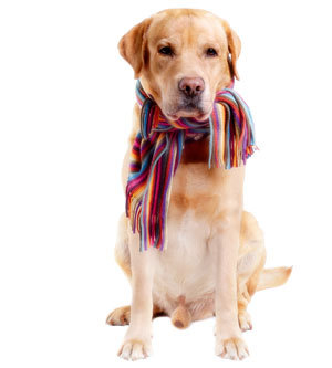 Cum ingrijim un caine batran