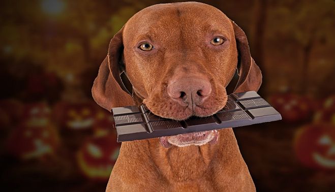 Intoxicatie cu ciocolata la cainelui