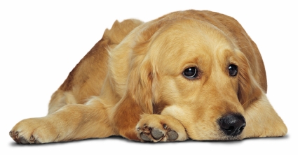 Maladia Carre (Jigodia)