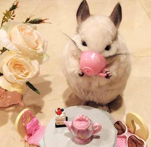 Jucarii pentru chinchila