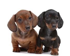 De ce au cainii Teckel probleme cu spatele?