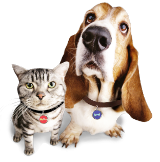 Deparazitarea cainilor si pisicilor