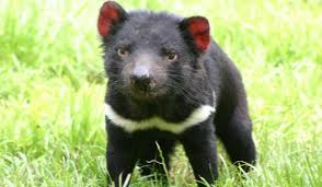 Diavolul tasmanian