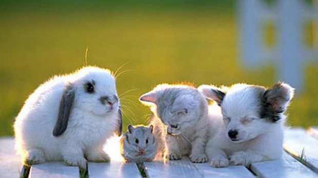 De ce detinem animale de companie?