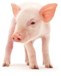 Pesta porcina africana