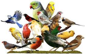 Deficienta pasarilor de vitamina A