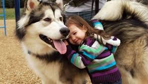 Rase de caini care iubesc copiii