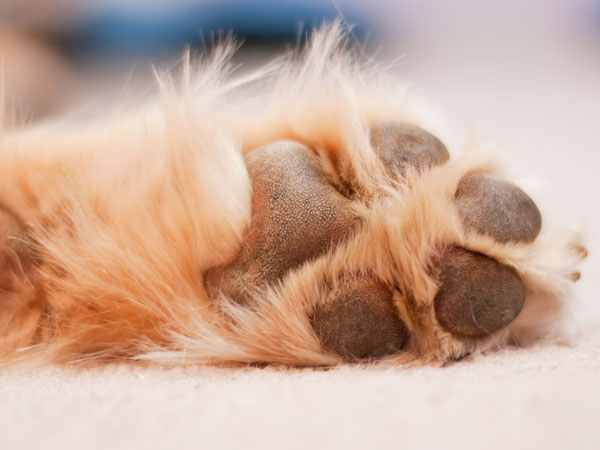 Ingrijirea pernutelor cainilor si pisicilor