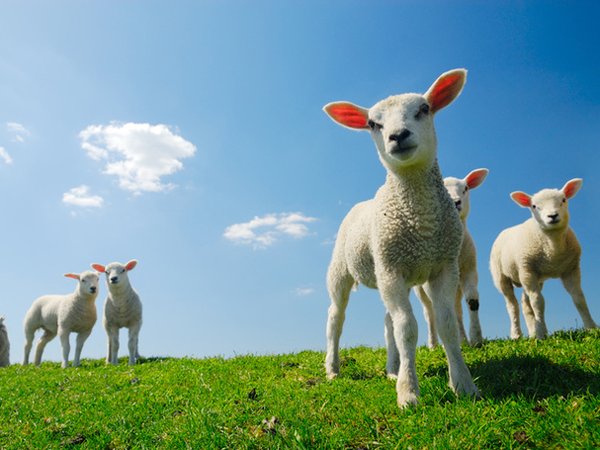 Gestatia la capre si oi