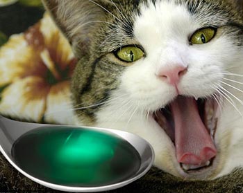 Tratamentul pisicii impotriva otravirii