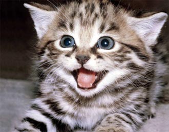 Cum sa ne facem fericita pisica?