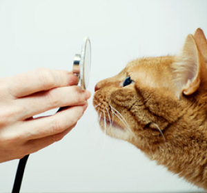 Cabinet Veterinar Prolife Vet - Dr. Brisan Minodora