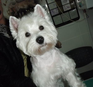Cabinet Veterinar Prolife Vet - Dr. Brisan Minodora