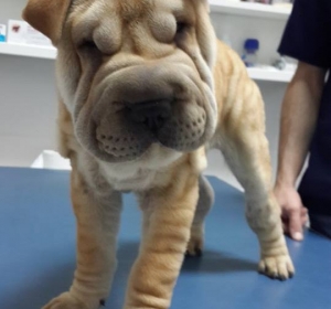 Cabinet Veterinar Prolife Vet - Dr. Brisan Minodora