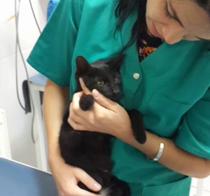 Cabinet Veterinar Prolife Vet - Dr. Brisan Minodora