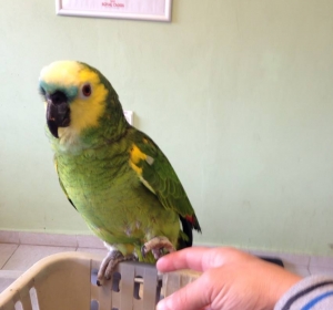 Clinica Veterinara SaniVet - Medias