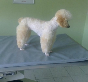 Clinica Veterinara SaniVet - Medias