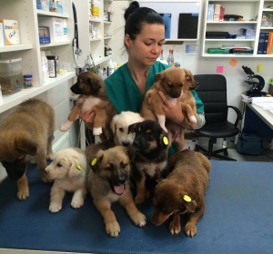 Cabinet Veterinar Prolife Vet - Dr. Brisan Minodora