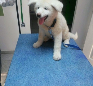Cabinet Veterinar Prolife Vet - Dr. Brisan Minodora
