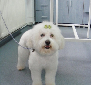 Clinica Veterinara ZooVet - Slobozia