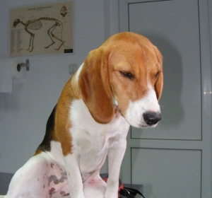Clinica Veterinara ZooVet - Slobozia