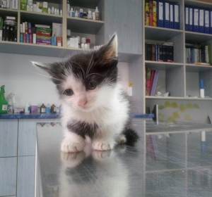 Clinica Veterinara ZooVet - Slobozia