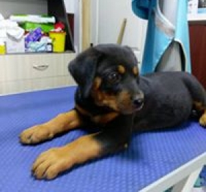 Cabinet Veterinar Prolife Vet - Dr. Brisan Minodora