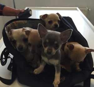 Clinica Veterinara SaniVet - Medias