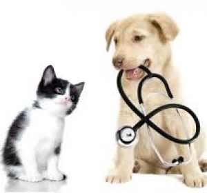 Cabinet Veterinar Monivet - Dr. Zamfir Cosmin - Ramnicu Valcea