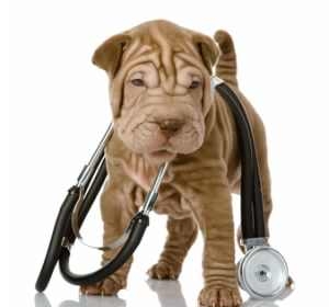 Cabinet Veterinar Monivet - Dr. Zamfir Cosmin - Ramnicu Valcea