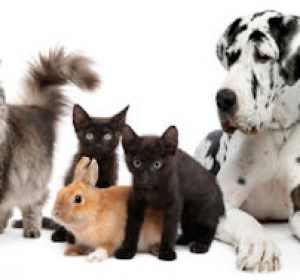 Cabinet Veterinar Monivet - Dr. Zamfir Cosmin - Ramnicu Valcea