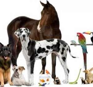 Cabinet Veterinar Monivet - Dr. Zamfir Cosmin - Ramnicu Valcea