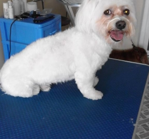 Cabinet veterinar Vet Consult - Braila