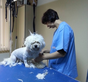 Cabinet veterinar Vet Consult - Braila
