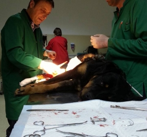 Cabinet veterinar Vet Consult - Braila