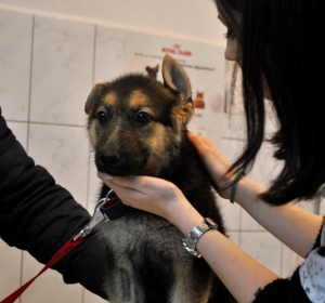 Cabinet Veterinar Comivet