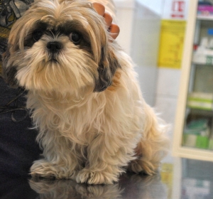 Cabinet Veterinar Comivet