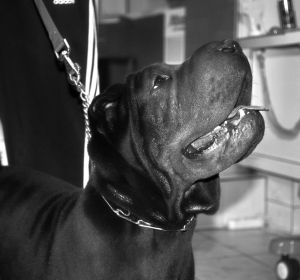 Cabinet Veterinar Comivet